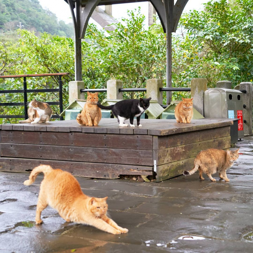 hou dong cat village, taiwan, hau dong cat village, a paradise for cat lovers in taiwan đài
