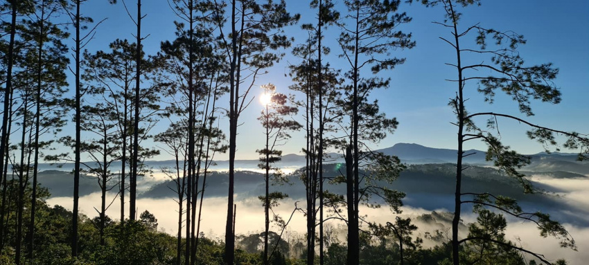 black bamboo shoots, tay nguyen tourism, vietnam tourism, what to visit in mang den?, mang den ‘fairy’ in the central highlands makes many hearts fall in love with da lat