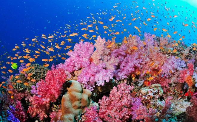 khám phá vẻ đẹp bí ẩn của rạn san hô trên vịnh hạ long