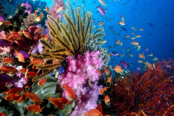 khám phá vẻ đẹp bí ẩn của rạn san hô trên vịnh hạ long