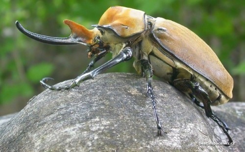 10 loài côn trùng lớn nhất thế giới hiện nay có thể bạn muốn biết