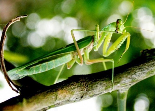10 loài côn trùng lớn nhất thế giới hiện nay có thể bạn muốn biết