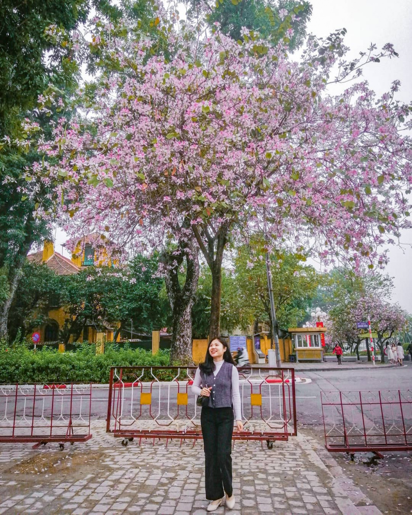 beautiful place to see ban flowers, flowering balconies, hanoi flowers, 5 places to see ban flowers in full bloom in hanoi, just stand in and have beautiful photos