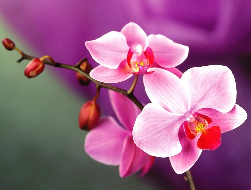 7 bài văn tả hoa lan hay nhất