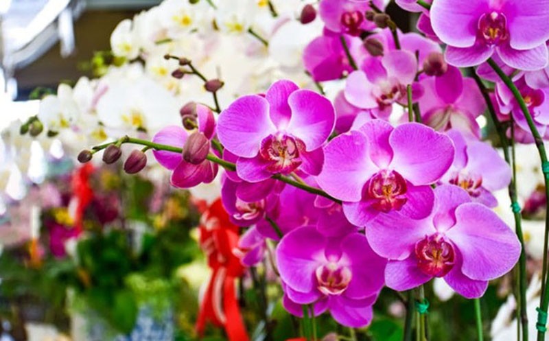 7 bài văn tả hoa lan hay nhất