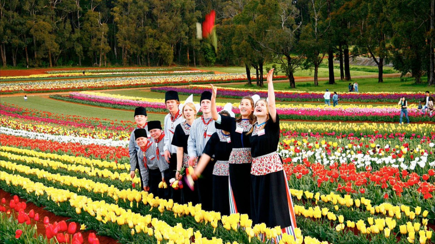 du lịch úc: choáng ngợp mùa xuân úc ngập tràn sắc hoa tulip