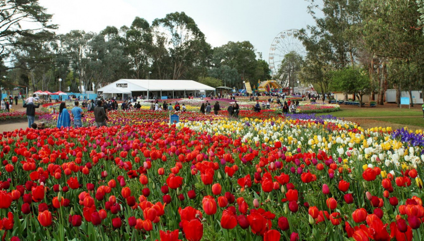 du lịch úc: choáng ngợp mùa xuân úc ngập tràn sắc hoa tulip