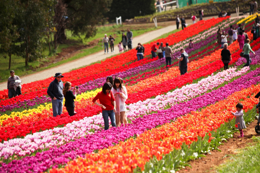du lịch úc: hành trình khám phá lễ hội hoa floriade mùa xuân nước úc