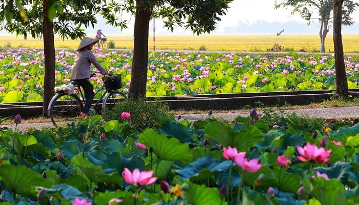 There is a fragrant lotus season in Hue