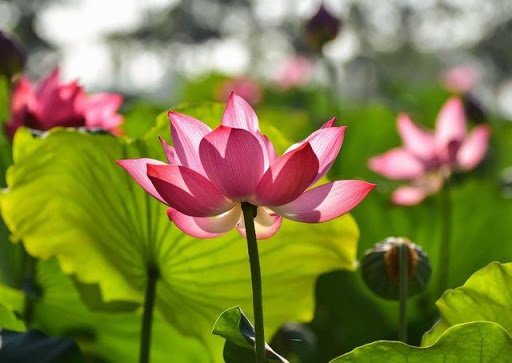 lotus season, lotus season in hue, there is a fragrant lotus season in hue