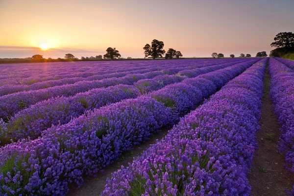10 cánh đồng hoa oải hương đẹp nhất thế giới