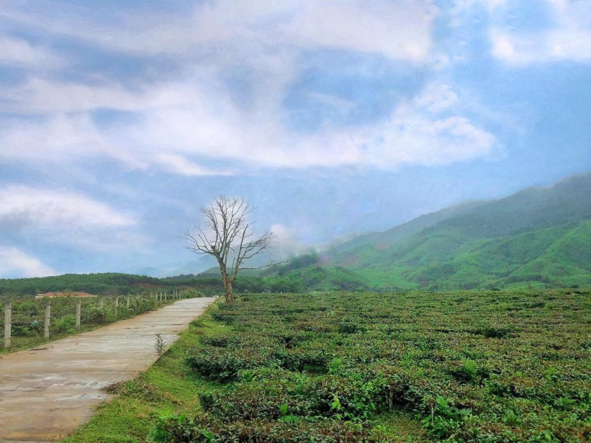 Dong Giang tea hill, a beautiful tourist destination and few people know about Quang Nam