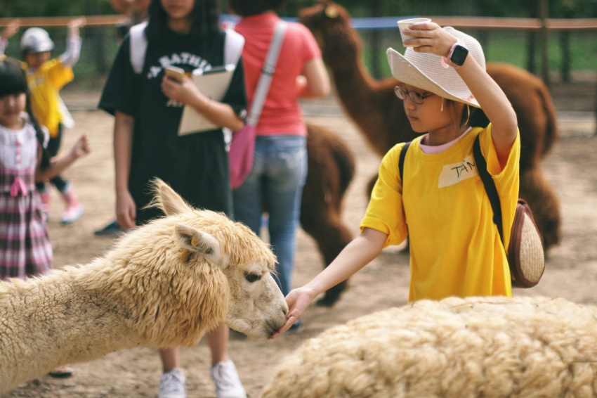 visit dalat, zoodoo, a very suitable entertainment spot for families with young children when coming to da lat
