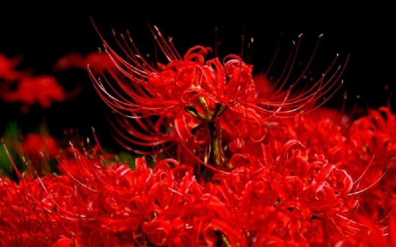 Mùa hoa bỉ ngạn ở Nhật Bản nở đỏ rực như trong truyền thuyết