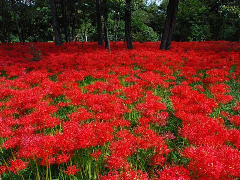 mùa hoa bỉ ngạn ở nhật bản nở đỏ rực như trong truyền thuyết