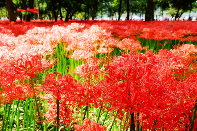 Top 6 địa điểm ngắm hoa Bỉ Ngạn Nhật Bản đẹp xuất sắc