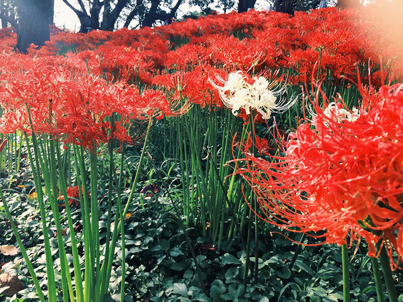 Vì sao hoa Bỉ Ngạn thu hút khách du lịch đến Nhật Bản?