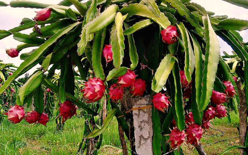 10 dàn ý bài văn tả cây ăn quả chi tiết nhất