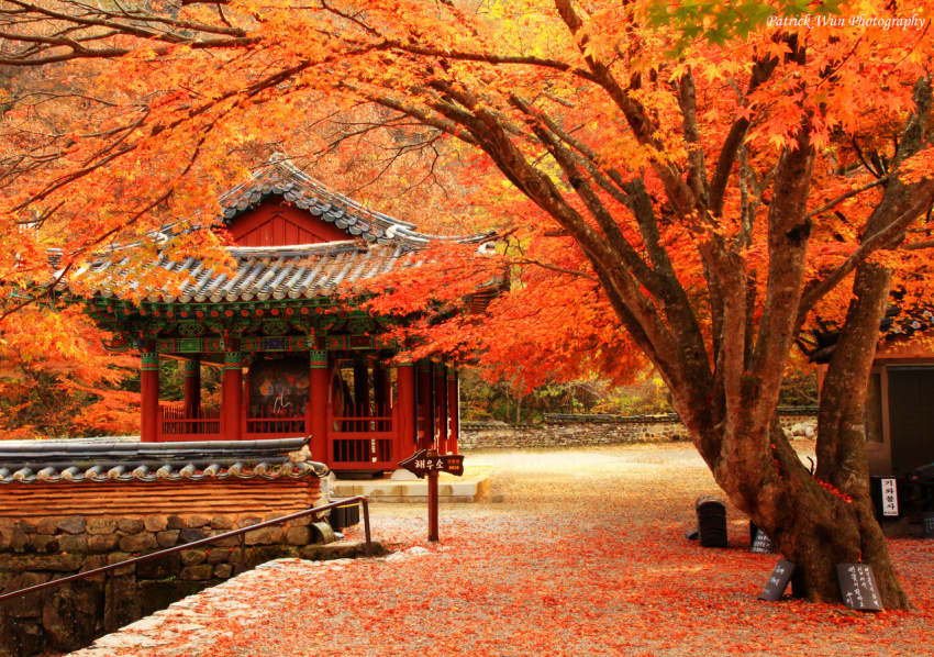 Ngây ngất trước vẻ đẹp mùa thu lá đỏ Hàn Quốc