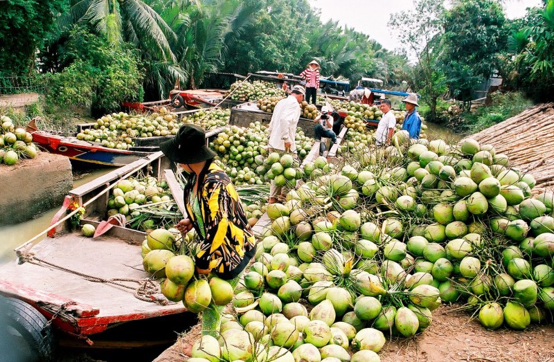 8 dàn ý bài văn thuyết minh về cây dừa chi tiết nhất