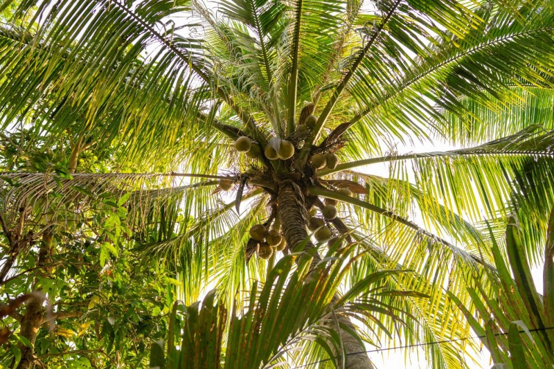8 dàn ý bài văn thuyết minh về cây dừa chi tiết nhất
