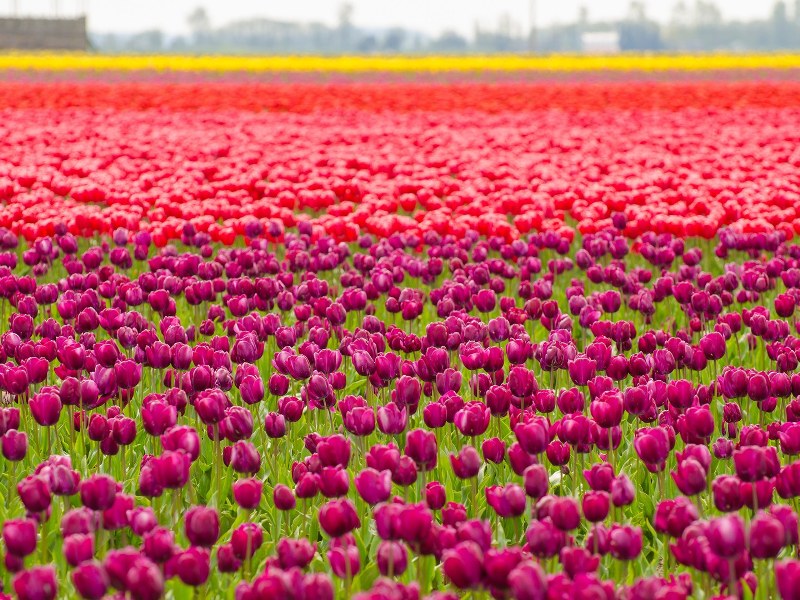Du lịch Hà Lan tháng 8: Ghé thăm thiên đường hoa tulip rực rỡ sắc màu
