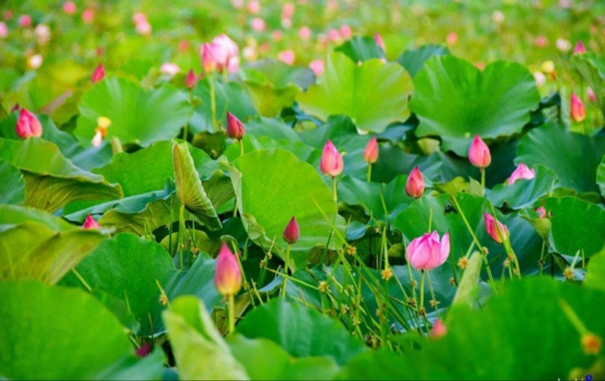 West Lake lotus, the ethereal beauty dispels the summer sun of the capital