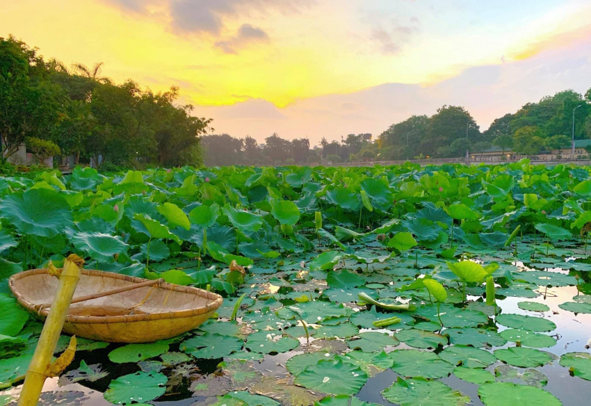 lotus, wandering about lotus, west lake lotus, west lake lotus, the ethereal beauty dispels the summer sun of the capital