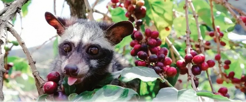 cuisine, unique types of coffee, weasel coffee, world cafe, why is weasel coffee the most expensive coffee in the world?