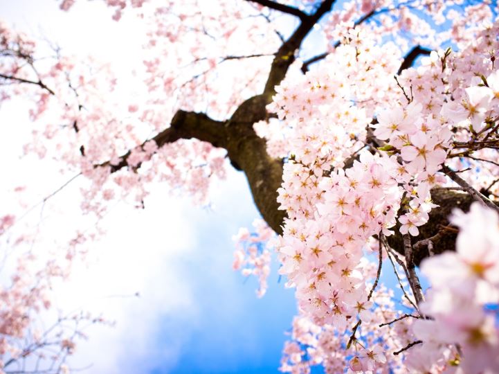 đi đâu để ngắm hoa anh đào kyoto - nhật bản đẹp nhất?