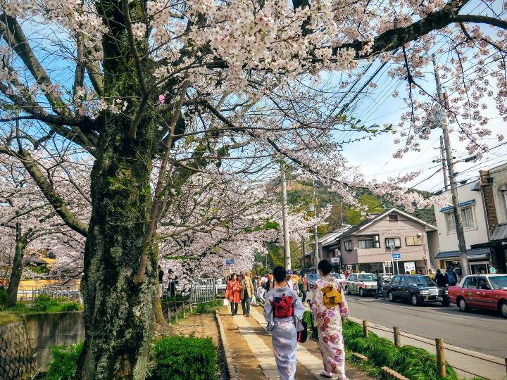 đi đâu để ngắm hoa anh đào kyoto - nhật bản đẹp nhất?