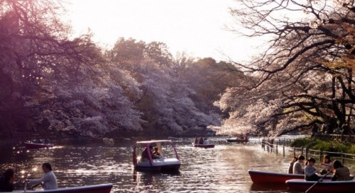 5 công viên đẹp nhất tokyo - nhật bản