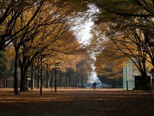 5 công viên đẹp nhất tokyo - nhật bản