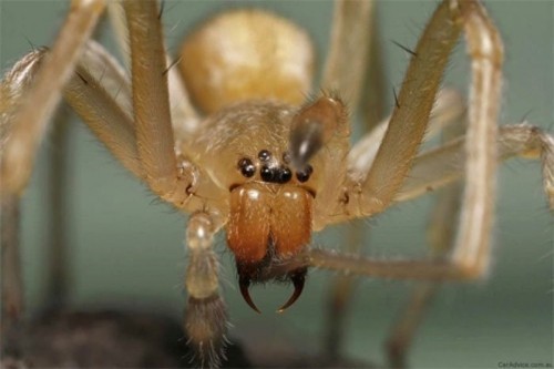 5 loại nhện nguy hiểm nhất thế giới có thể bạn chưa biết