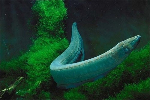amazon,  10 thủy quái đáng sợ sống tại sông amazon