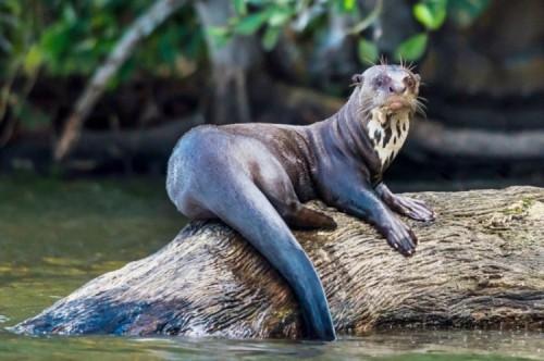 amazon,  10 thủy quái đáng sợ sống tại sông amazon