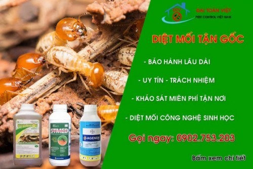 12 dịch vụ diệt mối tốt nhất ở tphcm