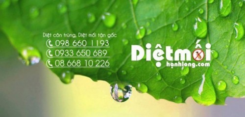 12 dịch vụ diệt mối tốt nhất ở tphcm