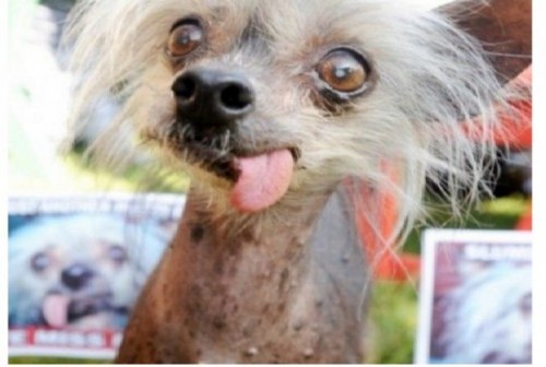 10 chú chó xấu xí nhất thế giới khiến người xem không thể yêu thương được