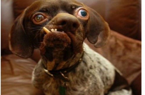 10 chú chó xấu xí nhất thế giới khiến người xem không thể yêu thương được