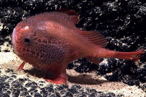 amazon,  8 loài cá có bề ngoài kì dị nhất hành tinh