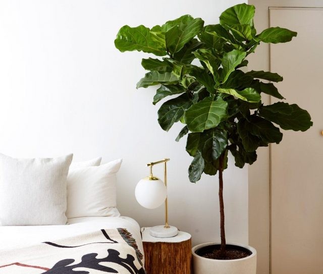 10 mẫu cây giả đẹp nhất phù hợp để trang trí phòng ngủ