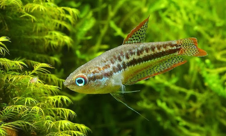 10 loài cá cảnh nước ngọt dễ nuôi phù hợp với người mới bắt đầu.