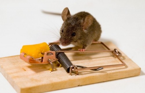 10 dịch vụ diệt chuột tại nhà uy tín nhất tại hà nội