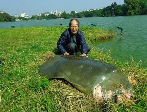 10 loài động vật sắp tuyệt chủng tại Việt Nam