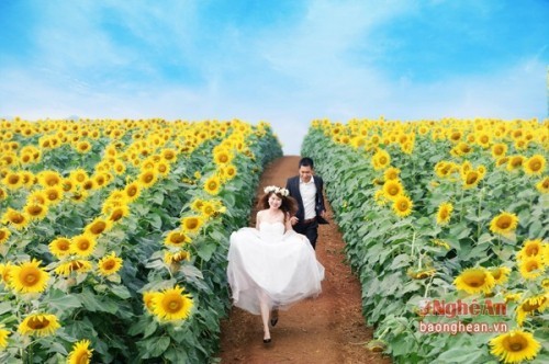 8 địa điểm chụp ảnh cưới đẹp nhất ở Nghệ An