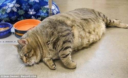 6 bé mèo có cân nặng khủng nhất thế giới.