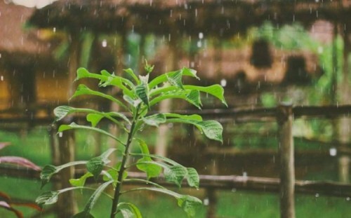 10 dàn ý bài văn tả cơn mưa chi tiết nhất