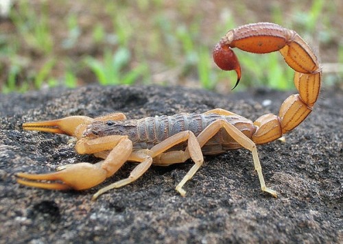 15 loài côn trùng có nọc độc nguy hiểm nhất thế giới bạn phải đặc biệt chú ý