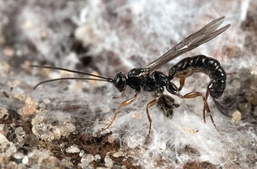 15 loài côn trùng có nọc độc nguy hiểm nhất thế giới bạn phải đặc biệt chú ý